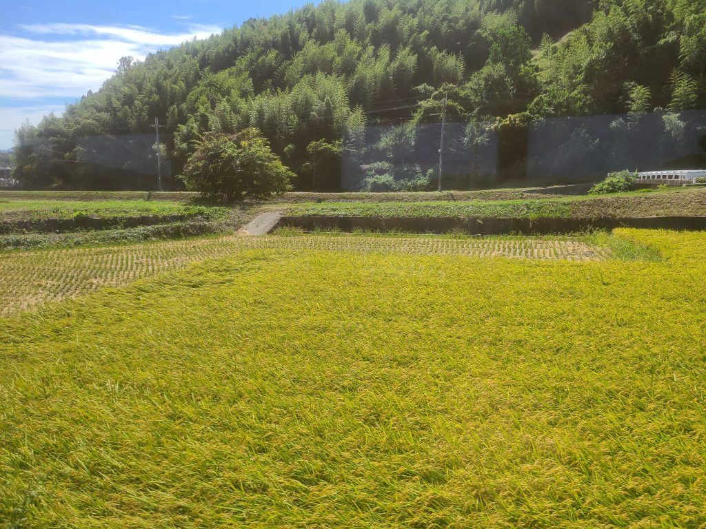 和歌山電鐵貴志川線　車窓