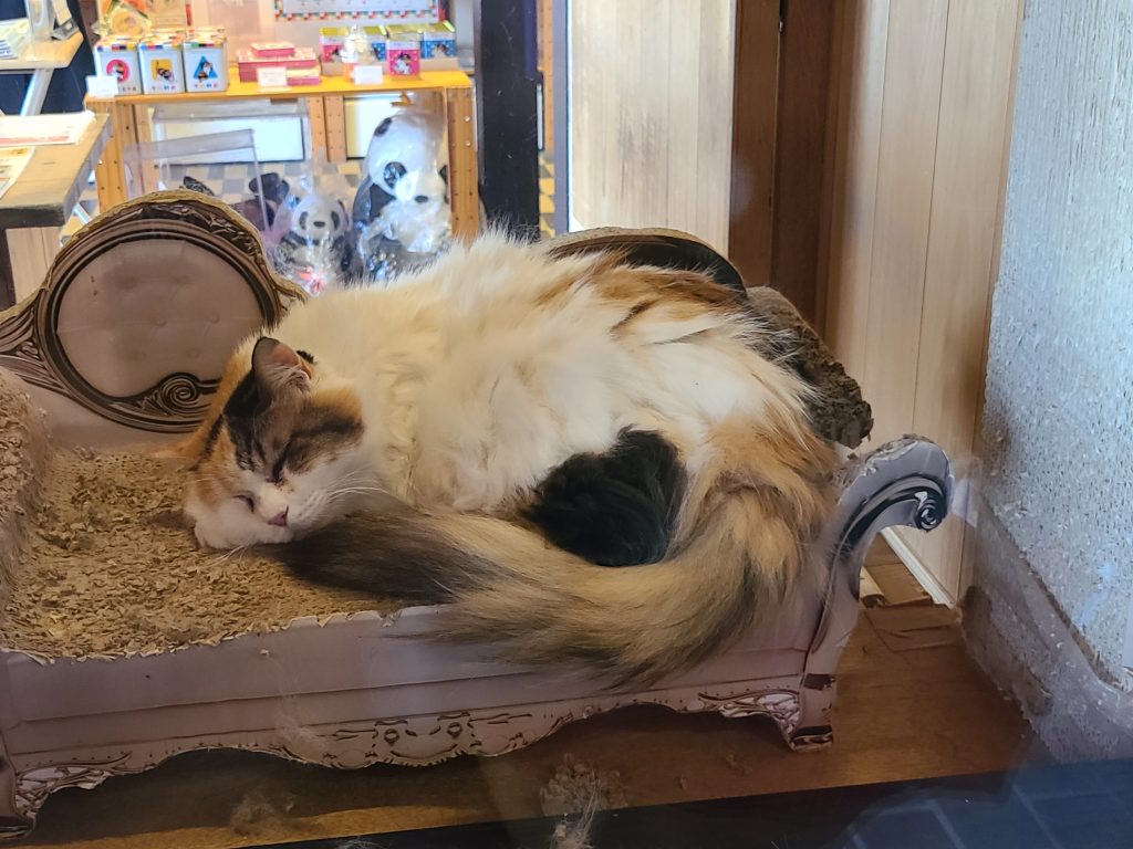 和歌山電鐵　貴志駅　故・にたま駅長②